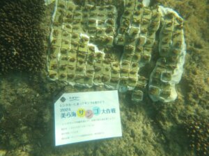 「美ら海サンゴ大作戦2024」：オリックスレンタカーとパムが推進する持続可能な取り組み